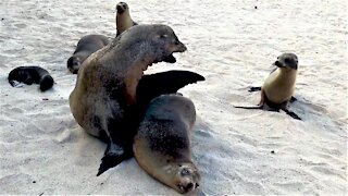 Grumpy sea lion father chastises hungry baby for interrupting nap time
