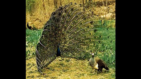 Peacock dance display feathers with other peacock sounds