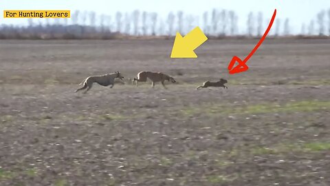 Galgos y liebres 🐇| Greyhounds chasing Hare | 赛狗和野兔 | السلوقي يطارد الارنب | ग्रेहाउंड और खरगोश