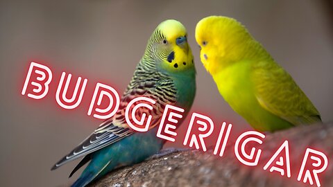 What do you know about budgerigar?