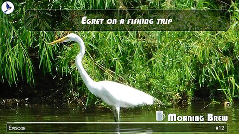 Egret on a fishing trip