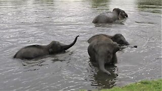 Adorable baby elephants play in the river on a hot day
