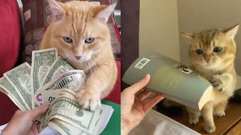 Cute cats making big money and being funny in 2021 video