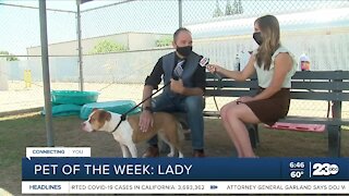 Pet of the Week: Lady