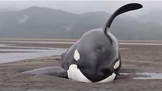 Killer Whales beached while hunting for seals