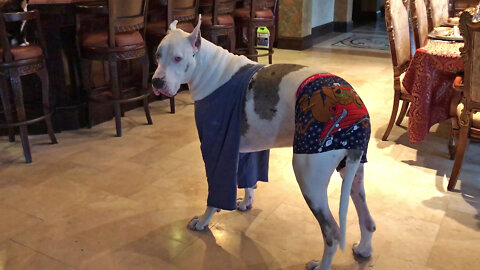Great Dane Laughs At Scooby Shorts & Tshirt Solution For Licking Dogs