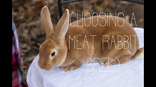 Choosing a Meat Rabbit Breed