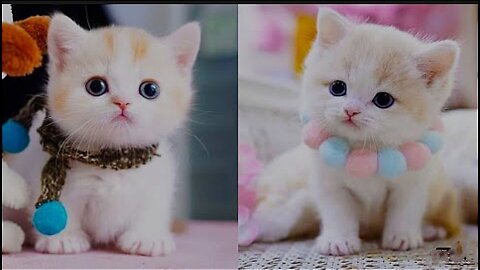 Cute Baby Cat Best Compilation 2020 Download