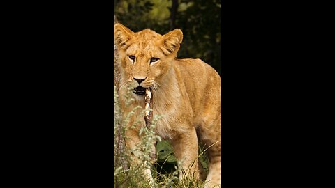 The Coolest Lion Cub Ever