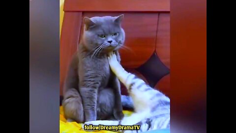 "Hilarious Cat Antics: 😂🤣Laugh Out Loud with These Feline Fails!"