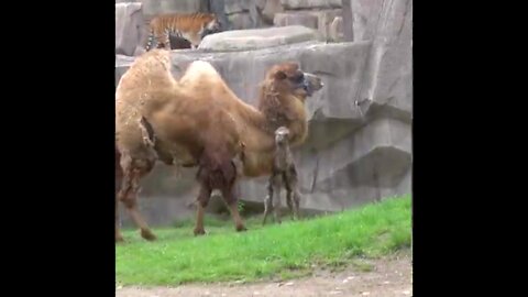 Newborn Bactrian camel, was born at Milwaukee County Zoo