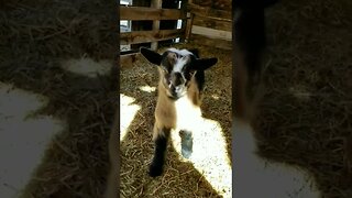 #goats #babygoat #farmanimals #homesteading #homesteadlife #farm #farmlife #cuteanimals #babyanimals