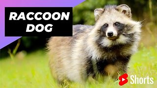 Raccoon Dog 🐶 Unique Animal You Have Never Seen