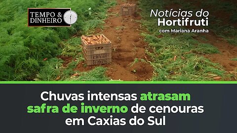 Forte chuvas atrasam a safra de inverno de cenouras em Caxias do Sul.