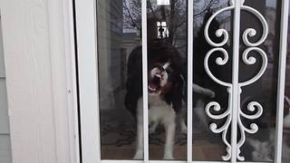 Silly Dog Bites and Licks Glass Door