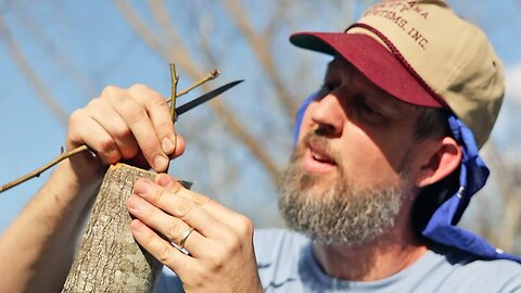 Turning a TRASH tree into a FRUIT tree! SEE RESULTS!