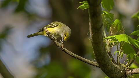 Vireo vs Moth, Sony A1/Sony Alpha1, 4k