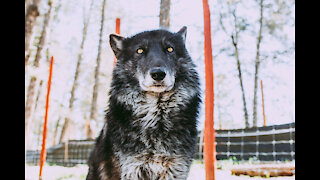 Discover Colorado and spend the day with wolves at the Colorado Wolf and Wildlife Center