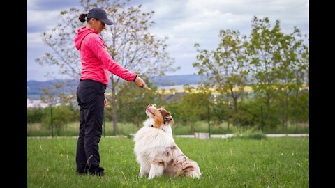 How To Train Your Dog - The Basics. - Dog Training Foundation