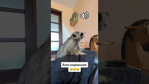 #shorts Смешные Еноты Из Тик Ток 45 Funny Tik Tok Raccoons