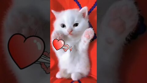 I love U kitten 😘😘😘 #short #kucinglucu #catcutevideo #kucingimut