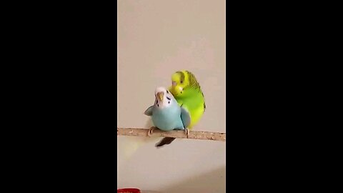 Budgies Mating