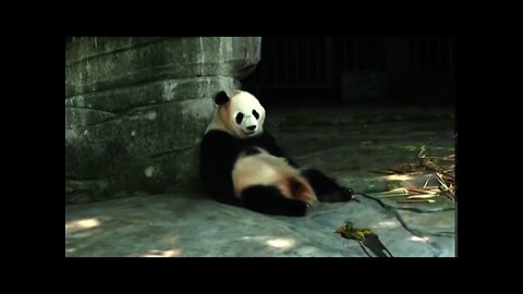 China 2007 - Panda Bear