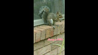 Mika The Cute Adorable Squirrel 🐿️.