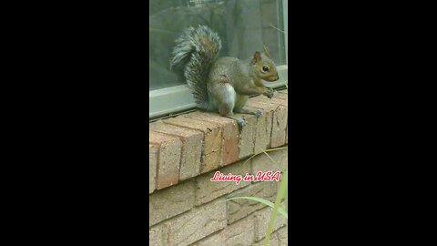 Mika The Cute Adorable Squirrel 🐿️.