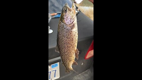 Fishing at the Teton Dam area Idaho rainbow trout Brown Trout