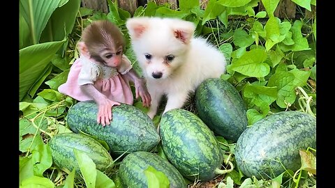 Baby monkey Bon Bon harvests watermelons with puppy in his garden & So Yummy Fruits,animal video