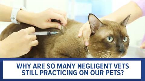 Story preview: Is your pet safe in the hands of your Veterinarian?