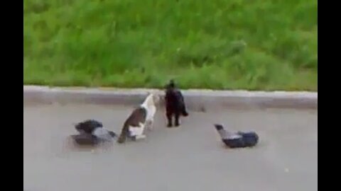 Cat vs Cat Vs Crows Fight