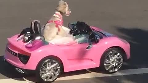 Dog rides in pink RC convertible at the beach