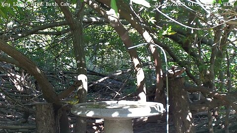 Key Largo - Hooded Warbler