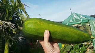 Zucchini Time