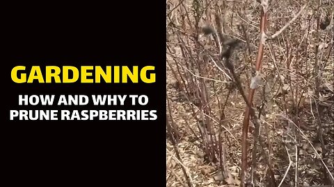 GARDENING: How (and why) to Prune Raspberries