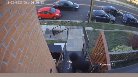 D.C. Is Such A Crime-Infested Craphole, Thugs Are Robbing Puppies At Gunpoint From Ladies