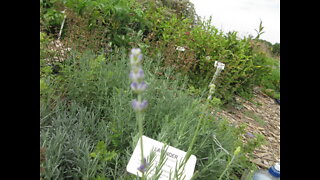A Woody Base Lavender Sept 2021