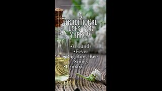 5 Traditional Uses for Yarrow