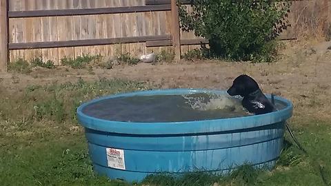 Playful Pooch Enjoys A Sunny Day In Owner's Pool