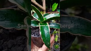 sansevieria#shorts