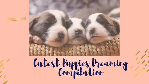 Cutest Puppies Dreaming Compilation