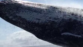 Le saut d'une baleine manque de peu ce bateau