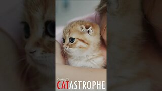 #CATASTROPHE - Hugged Kitten