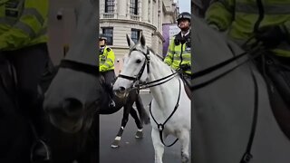 Met police horses #horseguardsparade