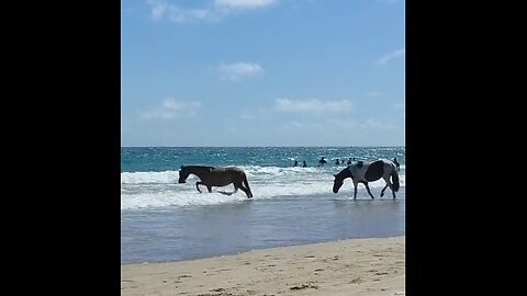 Horses Have a Beach Day