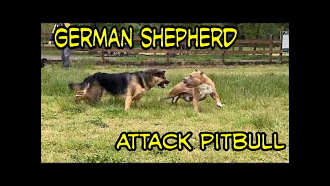 German Shepherd Attacks Pitbull - OFF LEASH DOG PARK Part 1