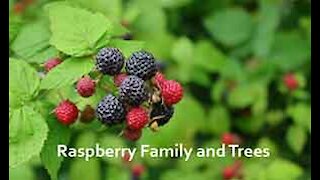PFTTOT Part 134 Raspberries and Red Alder