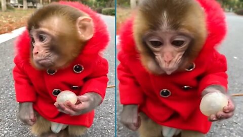 Baby monkey eating food